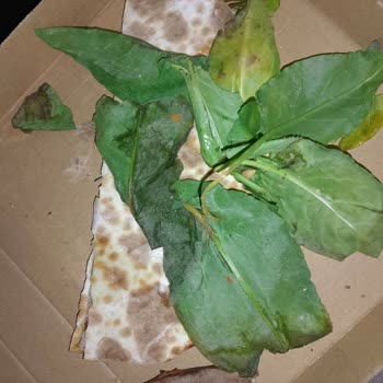 1,5 Saatte Geciken Sipariş, Çürük Lahmacun Ve Bayat Pide İçin Tam İade