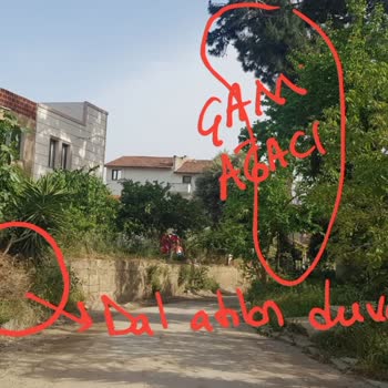 Belediye Dalların Alınmaması Ve Çalışanların Ters Üslubu