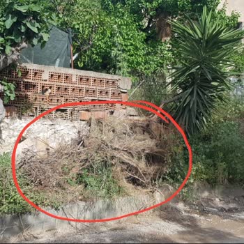 Belediye Dalların Alınmaması Ve Çalışanların Ters Üslubu