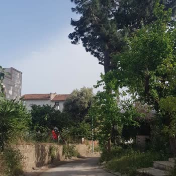 Belediye Dalların Alınmaması Ve Çalışanların Ters Üslubu
