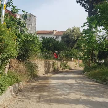 Belediye Dalların Alınmaması Ve Çalışanların Ters Üslubu