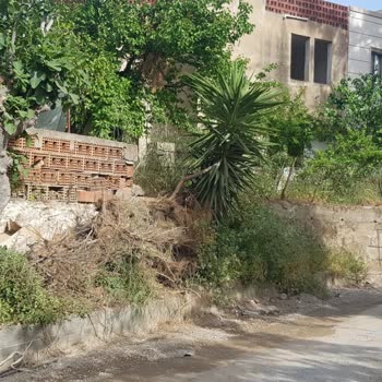 Belediye Dalların Alınmaması Ve Çalışanların Ters Üslubu