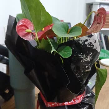 Teslimat Gecikmesi Ve Görsel Uyuşmazlığı Nedeniyle İade Talebi