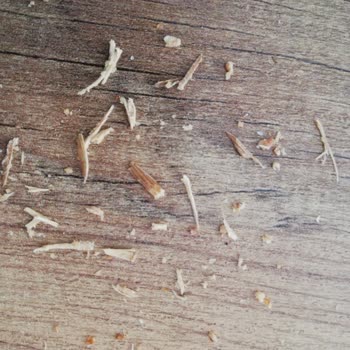 Ekmecik Kepek Ekmeğinde Yabancı Parçalar Ve Sağlık Riski