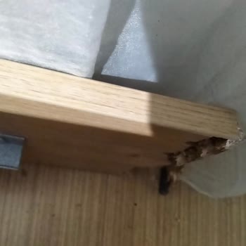 Çilek Ordu Şubesinde Yavrulu Yatak Tekrar Kırılıyor, Çözüm Talep Ediliyor