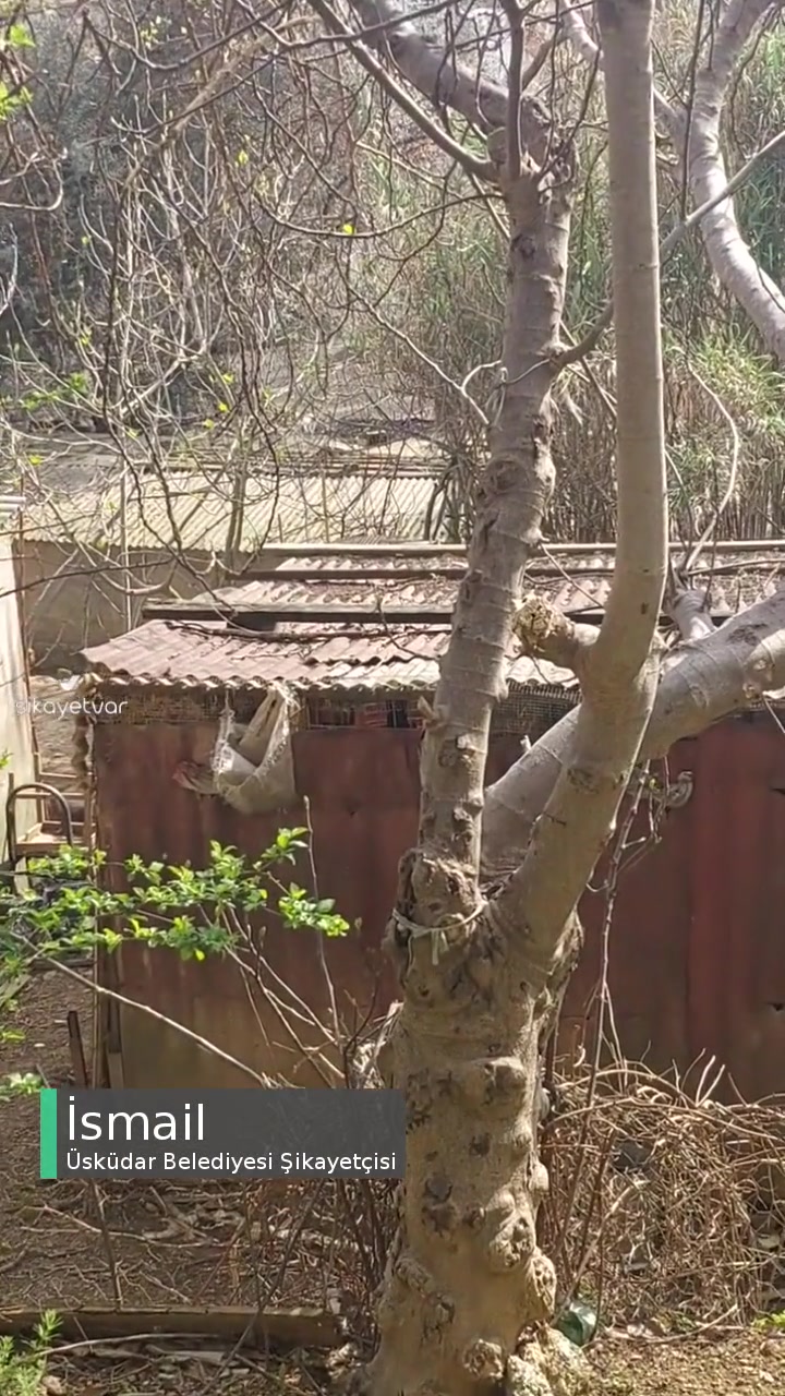 Üsküdar Belediyesi Tavuk Sesinden Bıktık! videonun kapak resmi
