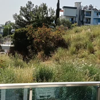 Didim Çamlık Mahallesinde Sivrisinek Ve Yakarca Sorunu İçin Acil İlaçlama Ve Temizlik Talebi