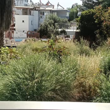 Didim Çamlık Mahallesinde Sivrisinek Ve Yakarca Sorunu İçin Acil İlaçlama Ve Temizlik Talebi
