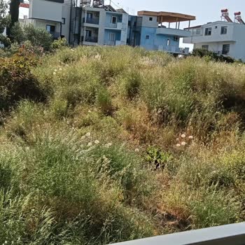 Didim Çamlık Mahallesinde Sivrisinek Ve Yakarca Sorunu İçin Acil İlaçlama Ve Temizlik Talebi