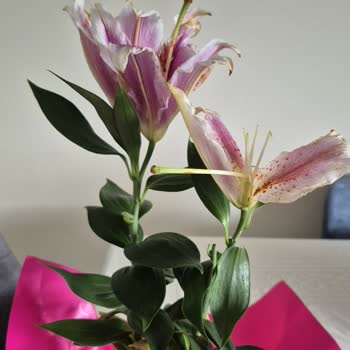 Turuncu Paketli Pembe Lilyum Çiçeği Solmuş Ve Kırık Geldi, İade Talebi