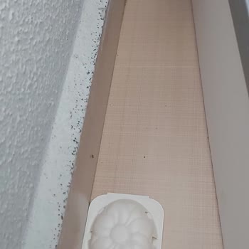 Raid Karınca Yemi Etkisiz, Evdeki Sorun Artıyor