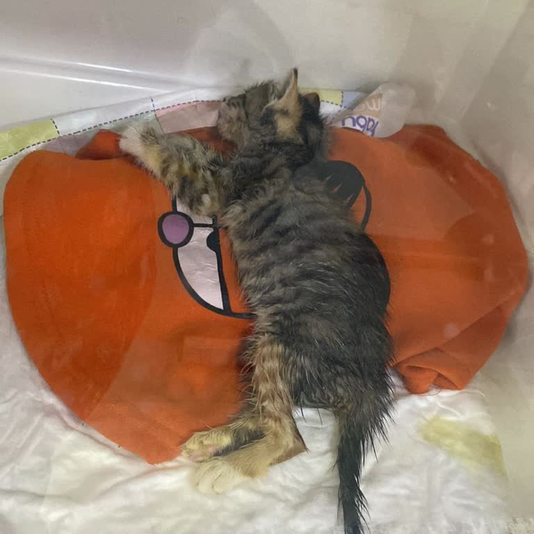 Şeffaf Olmayan Ücretlendirme Ve Vicdanı Sızlatan Faturalarla Mağdur Olan Kedi Sahibi