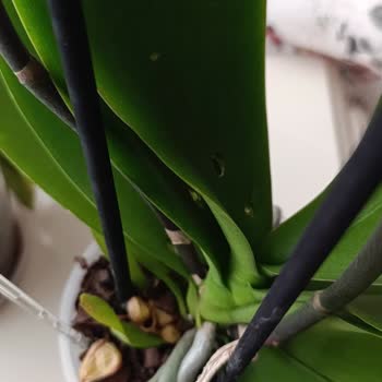 Çift Dallı Orkide Üzerindeki Kartın Plastik Çubuğu Yaprakları Deldi