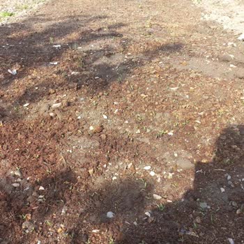 Domates Tohumları Çimlenmedi, Firmadan Destek Yok