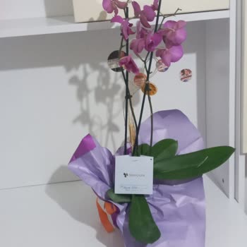 Anneler Günü Orkidesi Kırık Yapraklar Ve Solmuş Çiçekler Yanıltıcı Paketleme