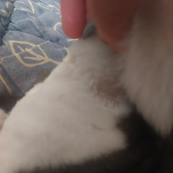 Seresto Pire Tasması Kedimde Yaralar Oluşturdu, Pireleri Gideremedi Ve İade Talep Ediyorum