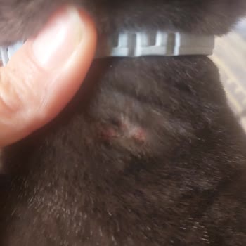 Seresto Pire Tasması Kedimde Yaralar Oluşturdu, Pireleri Gideremedi Ve İade Talep Ediyorum