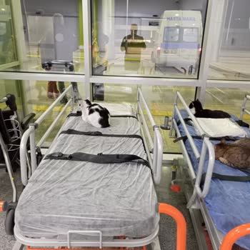 İsparta Şehir Hastanesi Acil Servisinde Kediler Hijyen Riski Oluşturuyor