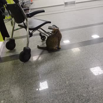 İsparta Şehir Hastanesi Acil Servisinde Kediler Hijyen Riski Oluşturuyor