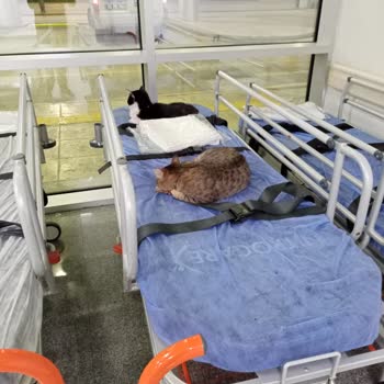 İsparta Şehir Hastanesi Acil Servisinde Kediler Hijyen Riski Oluşturuyor