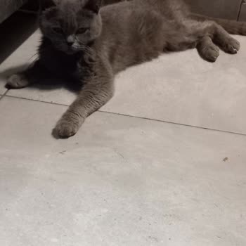 Veteriner Klinikte İhmal Nedeniyle Kedimin Ölümü