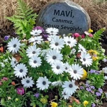 Veteriner Klinikte İhmal Nedeniyle Kedimin Ölümü
