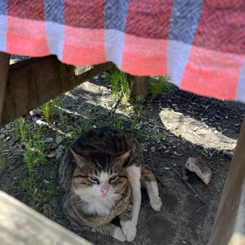 Danamandıra Tabiat Parkında Hayvanlarda Parazit Yoğunluğu Ve Sağlık Riski