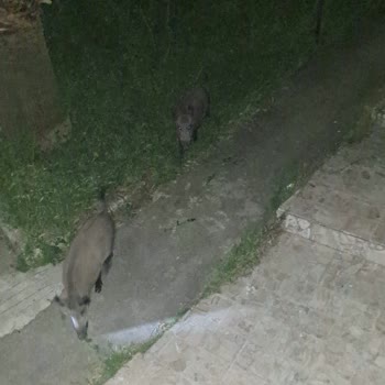 Ayvalık Çamlık’ta Yaban Domuzları Güvenliğimizi Tehdit Ediyor