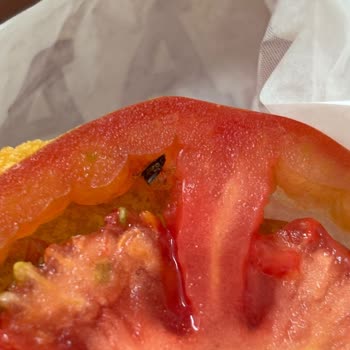 Ölü Sinekli Burger Ve Yetersiz Şube Yanıtı