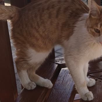 Kedim İçin Veteriner Kliniğinde 26 Gün Süren İhmal Ve Şok Edici Sonuç