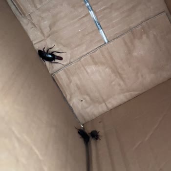 Kargo Kutusunda Hamam Böcekleri Ve Hijyen İhlali