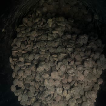 Mutamin Küflü Köpek Maması Ve Sağlık Endişesi