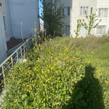 Arnavutköy Boş Arsadaki Dikenli Otlar Ve Ağaçlar Nedeniyle Ücretsiz Temizlik Talebi