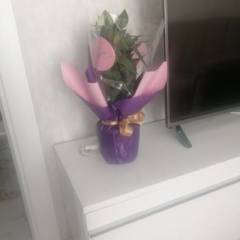 Gecikmeli Teslimat Ve Kırık Lilyum Çiçeği