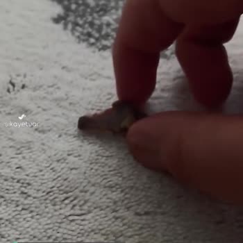 Ülker Hobby'den Kemik Çıktı!