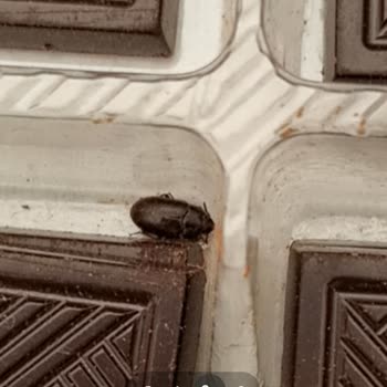 Valonia Chocolate Satın Aldığım Çikolata Kolisinde Canlı Böcekler Ve Sağlık Tehlikesi