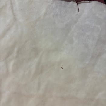 Nimet Yufkasında Böcekler Ve Yapışık Yufkalar: Sağlık Riski Ve İade Talebi
