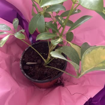 Siparişte Görülen Limon Figürü Eksik Ve Yanıltıcı Ürün Açıklaması, İade Talebi