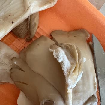 Küflü İstiridye Mantarı Ürünü İade Reddi Ve Müşteri Mağduriyeti