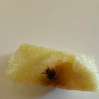 Superfresh Patatesinde Böcek Görüldü