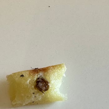 Superfresh Patatesinde Böcek Görüldü