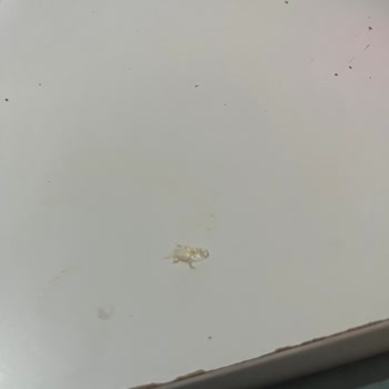Burrito İçinde Plastik Parça Çıktı, Yemeksepeti Çözüm Sunmadı Ve Tam İade Talep Ediyorum