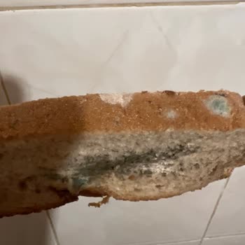 Üsküdar Şok Market’te Ekşi Mayalı Ekmekte Erken Küflenme Ve Denetim Eksikliği