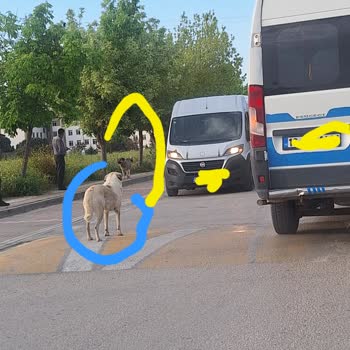 Kızılcıklı Mahallesinde Sokak Köpekleri Güvenlik Tehdidi