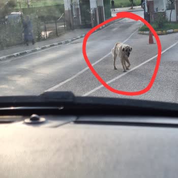 Kızılcıklı Mahallesinde Sokak Köpekleri Güvenlik Tehdidi