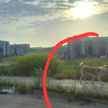 Kızılcıklı Mahallesinde Sokak Köpekleri Güvenlik Tehdidi