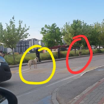 Kızılcıklı Mahallesinde Sokak Köpekleri Güvenlik Tehdidi