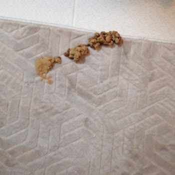 Kedimde Kusmaya Neden Olan Royal Canin Mamada Kalite Ve Güvenlik Sorunu