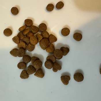 Kedimde Kusmaya Neden Olan Royal Canin Mamada Kalite Ve Güvenlik Sorunu