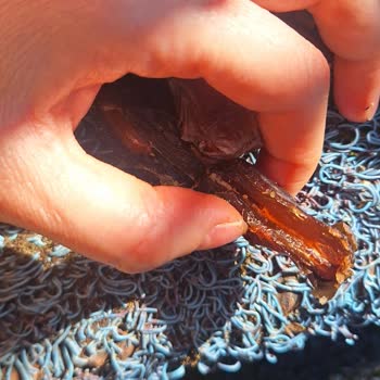 Böceklenmiş Hurma Nedeniyle Sağlık Riski Ve Ücret İadesi Talebi